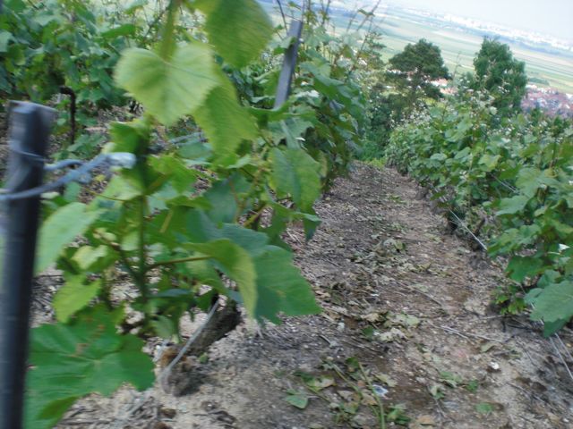 1893 veuve clicquot. Veuve Clicquot, Vineyards,