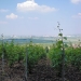 Vineyard in Champagne