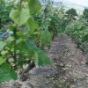 Champagne Chalky Soil