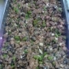 terrineb15