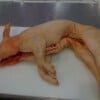 porchetta01