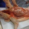 porchetta11