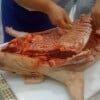 porchetta13