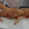 porchetta27