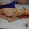 porchetta29