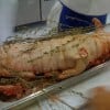 porchetta31