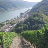 Vines & the Rhine