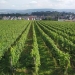 Vineyard at Schloss Johannisberg