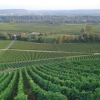 Vineyard at Schloss Johannisberg