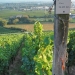 Riesling Vineyard