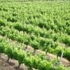 winesofuruguay01