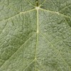 winesofuruguay05
