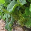 winesofuruguay07