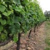winesofuruguay08